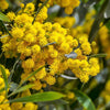 10 GOLDEN MIMOSA Acacia Baileyana Yellow Wattle Tree Flower Seeds
