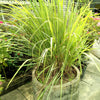 100 LEMONGRASS East Indian Lemon Grass Fragrant Ornamental Edible Cymbopogon Flexuosus Seeds