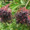 25 American ELDERBERRY FRUIT BUSH Shrub Tree Sambucus Nigra Canadensis Seeds