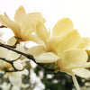 10 SOUTHERN MAGNOLIA TREE 12" White Flowers Native Grandiflora Bull Bay Seeds