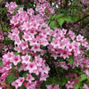 50 OLD FASHIONED WEIGELA Florida Bush Shrub Flower Seeds