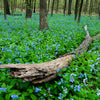25 VIRGINIA BLUEBELLS True Blue & Pink Mertensia Virginica Flower Seeds
