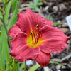 10 MIXED COLORS DAYLILY Hemerocallis Day Lily Fine Mix Red Purple Flower Seeds