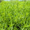3000 SUMMER SAVORY Satureja Hortensis Herb Purple Flower Seeds
