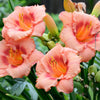 10 MIXED COLORS DAYLILY Hemerocallis Day Lily Fine Mix Red Purple Flower Seeds