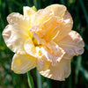 10 MIXED COLORS DAYLILY Hemerocallis Day Lily Fine Mix Red Purple Flower Seeds