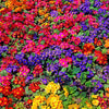 50 MIXED ENGLISH PRIMROSE Primula Vulgaris Acaulis Shade Houseplant Flower Seeds