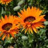 50 ORANGE PRINCE Cape DAISY Monarch of the Veldt Venidium Fastuosum Flower Seeds