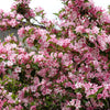 50 OLD FASHIONED WEIGELA Florida Bush Shrub Flower Seeds