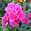 50 SUMMER CARNIVAL HOLLYHOCK Double Mixed Colors Red Pink White Yellow Peach Alcea Rosea Flower Seeds