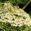 100 RED ELDERBERRY Sambucus Racemosa Scarlet Mountain Elder Bunchberry Tree Shrub Fruit Berry Seeds