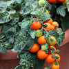 30 Dwarf Cherry TOMATO TINY TIM Solanum Lycoperscium Red Fruit Seeds