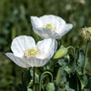 250 PERSIAN WHITE POPPY Papaver Somniferum Flower Seeds