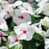 100 BRIGHT EYES PERIWINKLE Vinca Rosea Dwarf White & Pink Flower Seeds