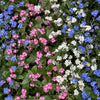 100 Mixed FORGET ME NOT Pink Blue White Mix Myosotis Alpestris Flower Seeds *Flat Shipping