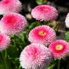 100 Strawberries & Cream ENGLISH DAISY Bellis Perennis Flower Seeds