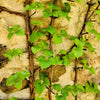 50 CLIMBING HYDRANGEA Anomala Petiolaris Vine Flower Seeds