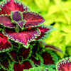 Mixed Colors Coleus Rainbow Mix Seeds – Shade Houseplant Solenostemon Flower – photo 9