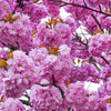 10 JAPANESE FLOWERING CHERRY Tree Oriental Prunus Serrulata Flower Seeds