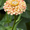 150 PEPPERMINT STICK ZINNIA Mix Mixed Colors Red Stripe Elegans Flower Seeds