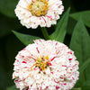 150 PEPPERMINT STICK ZINNIA Mix Mixed Colors Red Stripe Elegans Flower Seeds