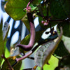 40 Royalty PURPLE POD BEAN Phaseolus Vulgaris Vegetable Seeds
