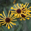 300 SWEET CONEFLOWER Rudbeckia Subtomentosa Yellow Black Eyed Susan Flower Seeds