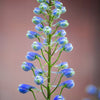 350 Blue with Pink ROCKET LARKSPUR DELPHINIUM Consolida Ajacis Seeds