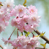 10 Japanese MOUNTAIN CHERRY Hill Cherry Prunus Serrulata Spontanea Pink & White Flowers Red Fruit Tree Seeds