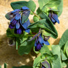 10 BLUE SHRIMP PLANT / Honeywort Cerinthe Major Flower Seeds