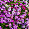 2000 TALL MIX CANDYTUFT Iberis Umbellata Mixed Colors Ground Cover Flower Seeds
