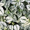 10 Hypoestes Phyllostachya Seeds – Dwarf White Splash Select