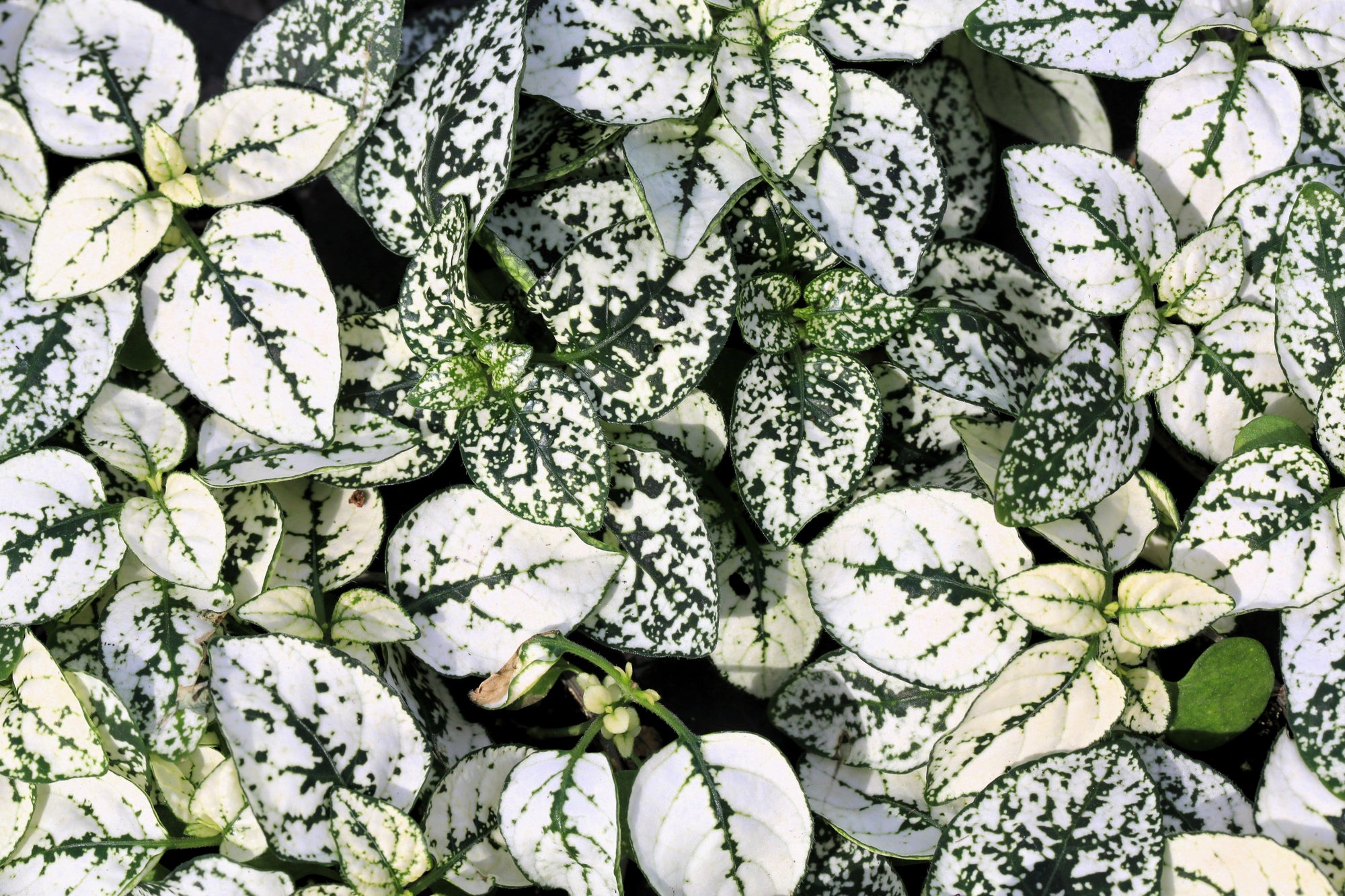 10 Hypoestes Phyllostachya Seeds – Dwarf White Splash Select