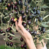15 EUROPEAN OLIVE TREE Olea Europaea Edible Common Green Black Fruit Seeds