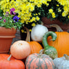 Gooseneck / Bottle / Swan Gourd Lagenaria Siceraria Vine Seeds – photo 10