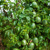 20 PURPLE PASSION FRUIT Passionflower Granadilla Passiflora Edulis Flower Vine Seeds