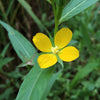 1000 Yellow SEEDBOX (Bushy Water Primrose / Rattlebox / False Loosestrife) Ludwigia Alternifolia Flower Seeds