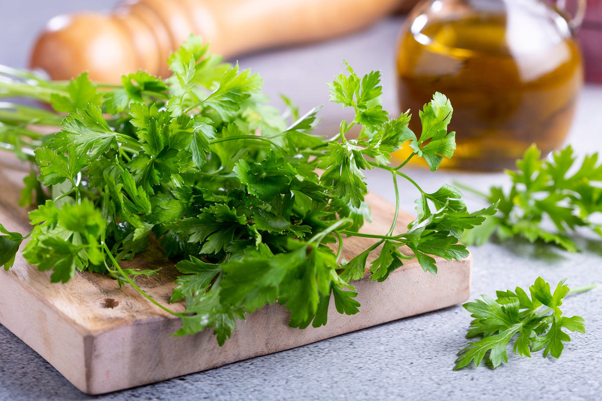 Fiesta Green Cilantro / Coriander Coriandrum Sativum Herb Vegetable Seeds – photo 11