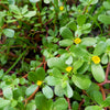 300 Organic GOLDEN PURSLANE Portulaca Sativa Vegetable Herb Yellow Flower Seeds