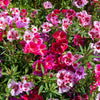 Double Deuces Godetia Seeds – Grandiflora Clarkia Amoena Mixed Colors & Bicolor Flower – photo 4