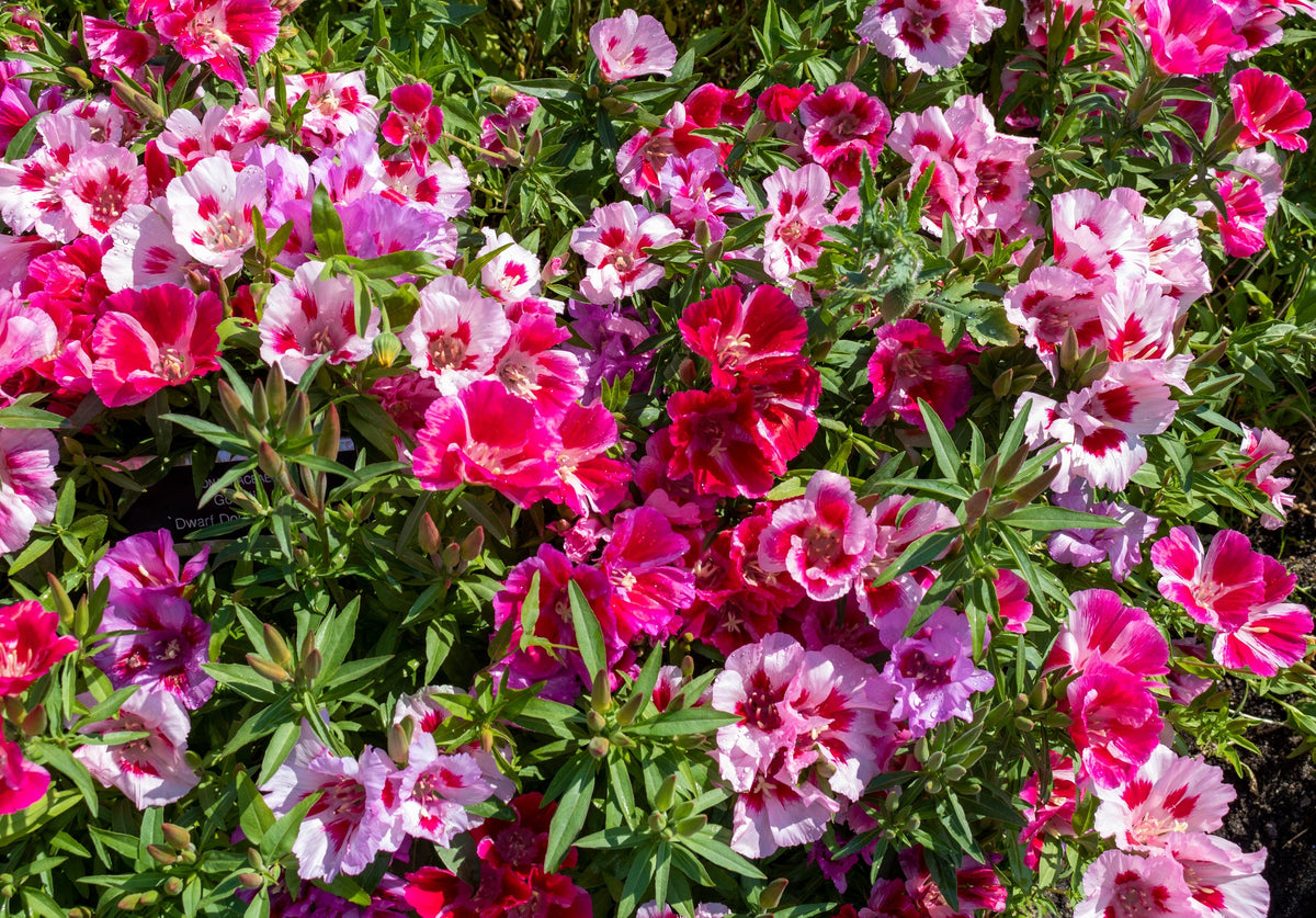 Double Deuces Godetia Seeds – Grandiflora Clarkia Amoena Mixed Colors & Bicolor Flower – photo 4