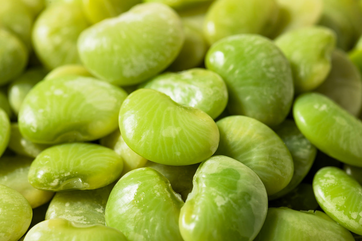 Fordhook Lima Bean Seeds – Phaseolus Lunatus Bush Bean Vegetable
