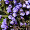 100 BLUE PEARL POLEMONIUM ( Jacobs Ladder ) Polemonium Caeruleum Flower Seeds