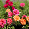 100 Mixed Colors PORTULACA MOSS ROSE Grandiflora Flower Seeds