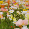 Iceland Poppy Mix Seeds – Papaver Nudicaule Mixed Colors Flower – photo 12
