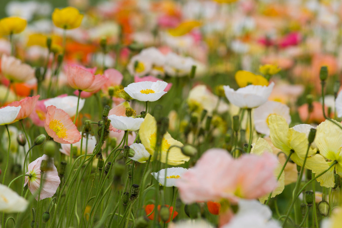 Iceland Poppy Mix Seeds – Papaver Nudicaule Mixed Colors Flower – photo 12