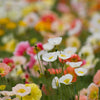 Iceland Poppy Mix Seeds – Papaver Nudicaule Mixed Colors Flower – photo 5
