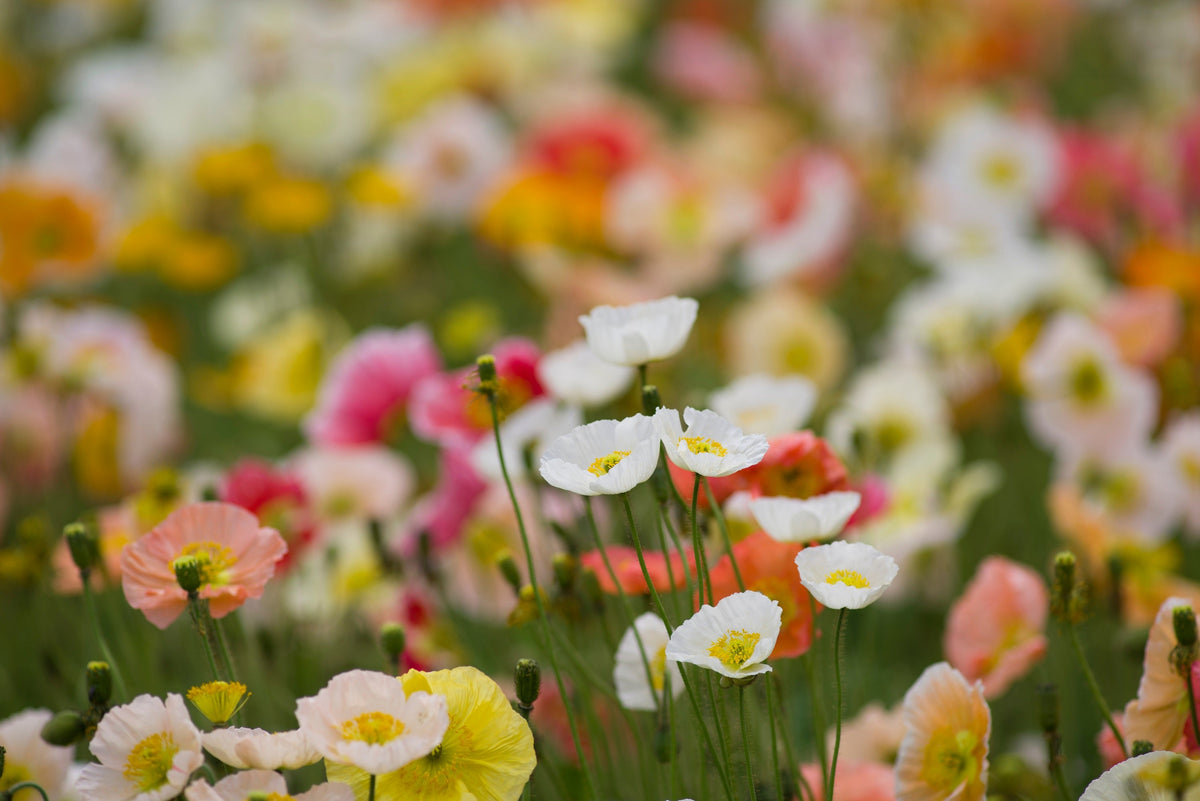 Iceland Poppy Mix Seeds – Papaver Nudicaule Mixed Colors Flower – photo 5