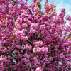 10 JAPANESE FLOWERING CHERRY Tree Oriental Prunus Serrulata Flower Seeds
