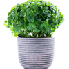 200 SPICY GLOBE BASIL Ocimum Basilicum Herb Flower Seeds